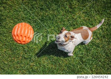 Happy Jack Russell Terrier eagerly watches an orange ball while playing fetch on green grass in a sunny backyard Happy Jack Russell Terrier eagerly watches an orange ball while playing fetch on green grass in a sunny backyard 126454242