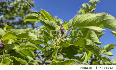 Small fruits on an apple tree. Apples on tree branches. Trees and fruits 126454548