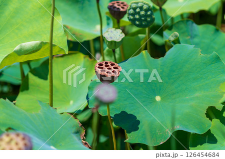 蓮の葉に佇む枯れた花托の静けさ 126454684