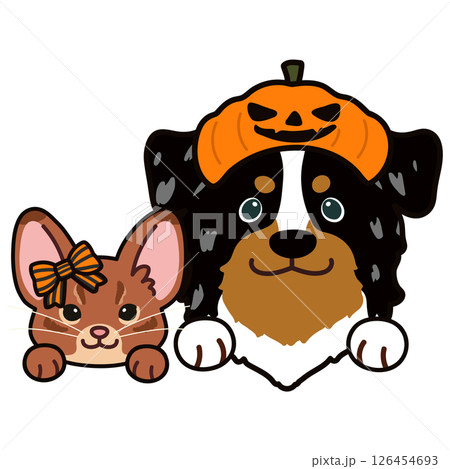 ハロウィンの仮装をしたアビシニアン猫とオーストラリアンシェパード 126454693