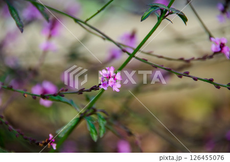 細い茎に可憐に咲くピンクの花 126455076