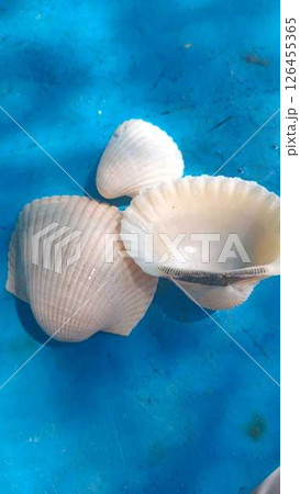 Close-Up of White Sea Shells on Bright Blue Background 126455365