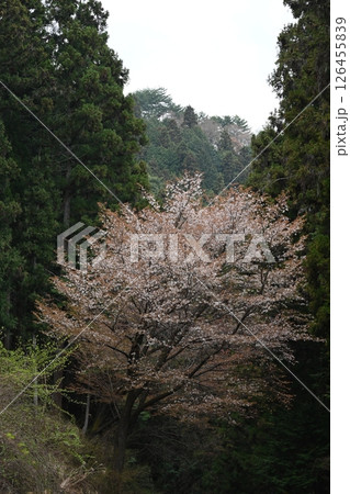 山桜1（徳島県吉野川市美郷）（タテ） 126455839