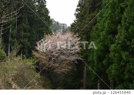 山桜2（徳島県吉野川市美郷）（ヨコ） 126455840
