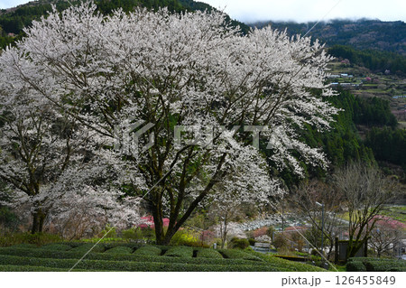 定福寺の桜2(高知県長岡郡大豊町粟生) 定福寺の桜2(高知県長岡郡大豊町粟生) 126455849