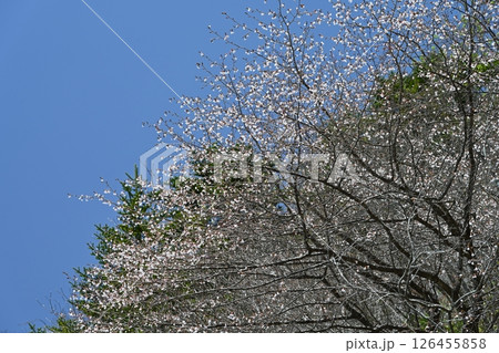 石鎚桜1（愛媛県西条市西之川） 126455858