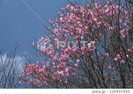 アケボノツツジ（高知県吾川郡いの町） 126455950