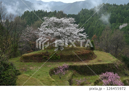 有瀬の一本桜3（高知県香美市香北町有瀬） 126455972