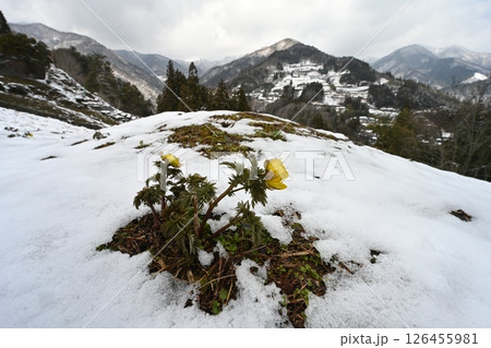 福寿草と落合集落1（徳島県三好市東祖谷） 126455981