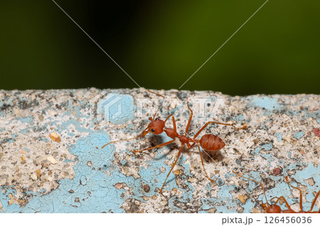 Close up the red ant on old wall Close up the red ant on old wall 126456036