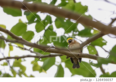 The yellow bird is rest and stay in the tree 126456037