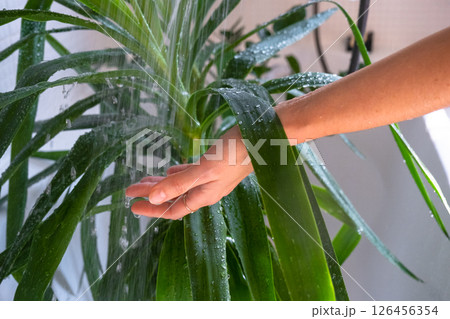 Yucca dracaena houseplant it stands under water jets in bathroom for washing. Care of potted plants, watering, dusting, humidification Yucca dracaena houseplant it stands under water jets in bathroom for washing. Care of potted plants, watering, dusting, humidification 126456354