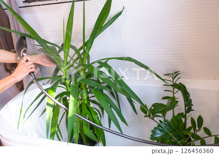 Yucca dracaena houseplant it stands in bathroom for washing. Care of potted plants, watering, dusting, humidification Yucca dracaena houseplant it stands in bathroom for washing. Care of potted plants, watering, dusting, humidification 126456360