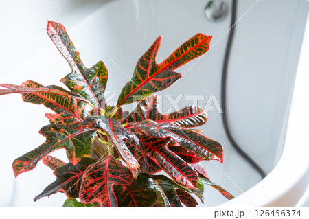 Croton Codium houseplant it stands in bathroom for washing. Care of potted plants, watering, dusting, humidification Croton Codium houseplant it stands in bathroom for washing. Care of potted plants, watering, dusting, humidification 126456374