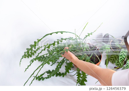 A woman in an apron washes the Epiphyllum angulier houseplant from the shower in the bathroom. Care of potted plants, watering, dusting, humidification A woman in an apron washes the Epiphyllum angulier houseplant from the shower in the bathroom. Care of potted plants, watering, dusting, humidification 126456379
