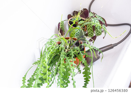 Epiphyllum and calathea potted plants houseplant it stands in bathroom for washing. Care of potted plants, watering, dusting, humidification Epiphyllum and calathea potted plants houseplant it stands in bathroom for washing. Care of potted plants, watering, dusting, humidification 126456380