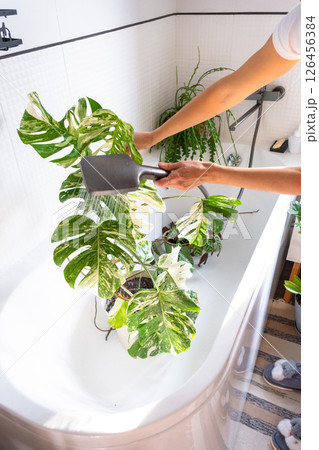 A woman in an apron washes the Monstera Alba variegata houseplant from the shower in the bathroom. Care of potted plants, watering, dusting, humidification A woman in an apron washes the Monstera Alba variegata houseplant from the shower in the bathroom. Care of potted plants, watering, dusting, humidification 126456384