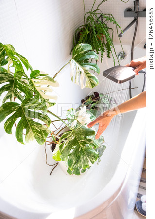 A woman in an apron washes the Monstera Alba variegata houseplant from the shower in the bathroom. Care of potted plants, watering, dusting, humidification A woman in an apron washes the Monstera Alba variegata houseplant from the shower in the bathroom. Care of potted plants, watering, dusting, humidification 126456385