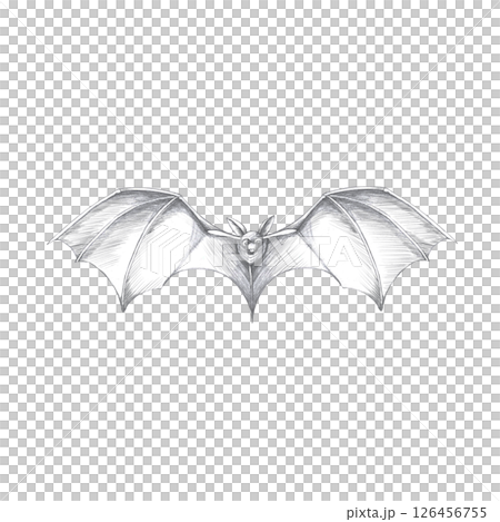 Flying bat, front view. Isolated pencil...のイラスト素材 [126456755] - PIXTA
