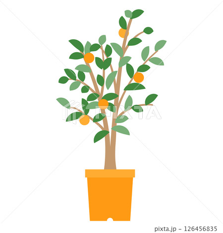 A potted tangerine tree 126456835