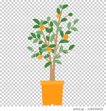 A potted tangerine tree 126456835