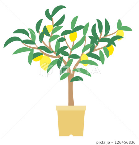 A potted lemon tree A potted lemon tree 126456836