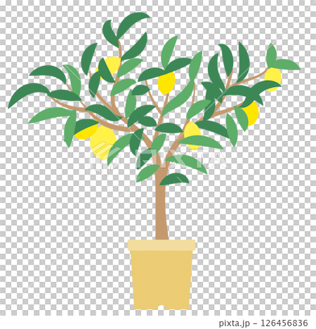 A potted lemon tree 126456836