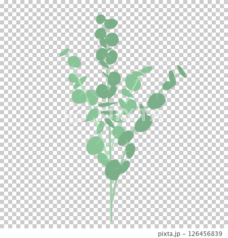 Illustration of Eucalyptus Illustration of Eucalyptus 126456839