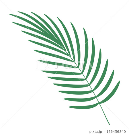 Areca palm leaf Areca palm leaf 126456840