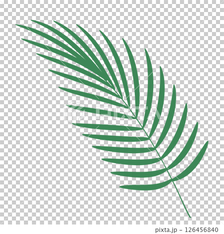 Areca palm leaf 126456840