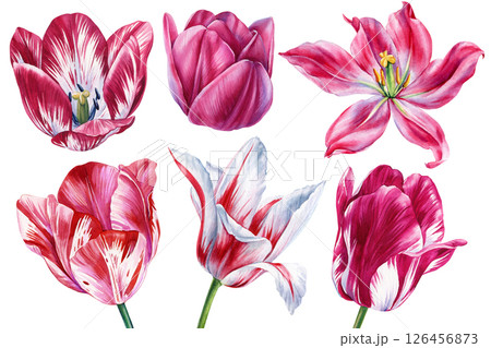 Tulips Summer flowers set. Watercolor collection pink red tulips. Blooming flower bud striped petals elegant floral art Tulips Summer flowers set. Watercolor collection pink red tulips. Blooming flower bud striped petals elegant floral art 126456873