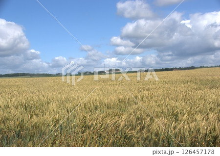 麦畑 126457178