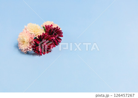 Aster flowers on a light blue background 126457267