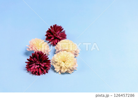Aster flowers on a light blue background 126457286