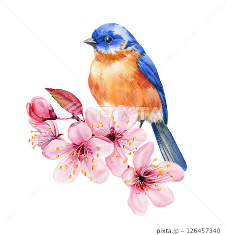 Cute bluebird perched on blooming cherry branch. Watercolor nature illustration. Hand-painted summer poster, postcard 126457340