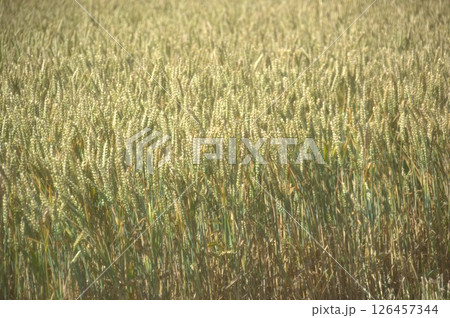 麦畑 麦畑 126457344