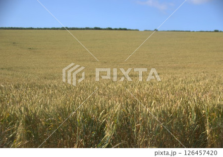 麦畑 126457420