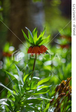 The Imperial grouse in the garden 126457575