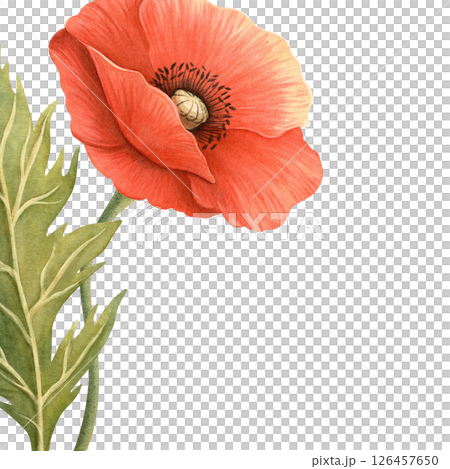 Bright poppy flower with green leaf elegant frame. Floral botanical template. Perfect for Remembrance, Memorial, ANZAC, Victory, Veterans Day decoration, home textile and kitchenware, seasonal design. 126457650