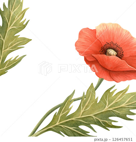 Red poppy flower with green leaves summer frame. Floral botanical banner with template. Perfect for Memorial, ANZAC, Victory, Veterans Day decoration, home textile and kitchenware, seasonal design. Red poppy flower with green leaves summer frame. Floral botanical banner with template. Perfect for Memorial, ANZAC, Victory, Veterans Day decoration, home textile and kitchenware, seasonal design. 126457651