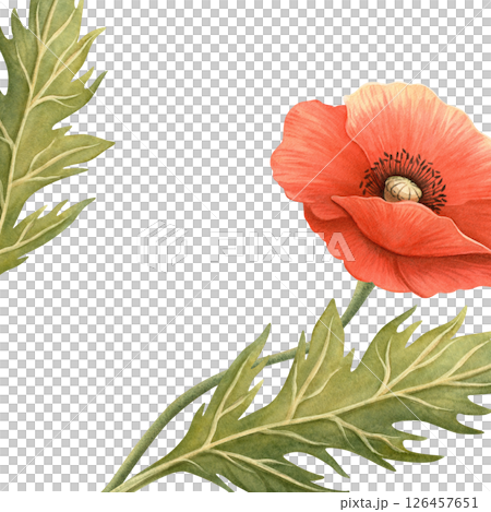 Red poppy flower with green leaves summer frame. Floral botanical banner with template. Perfect for Memorial, ANZAC, Victory, Veterans Day decoration, home textile and kitchenware, seasonal design. Red poppy flower with green leaves summer frame. Floral botanical banner with template. Perfect for Memorial, ANZAC, Victory, Veterans Day decoration, home textile and kitchenware, seasonal design. 126457651