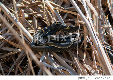 The grass snake family (Natrix natrix) in sunlight 126457652
