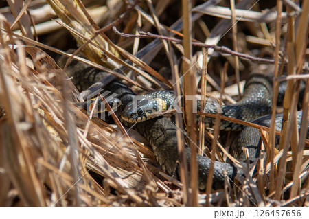The grass snake family (Natrix natrix) in sunlight 126457656