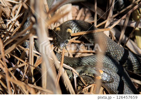 The grass snake family (Natrix natrix) in sunlight 126457659