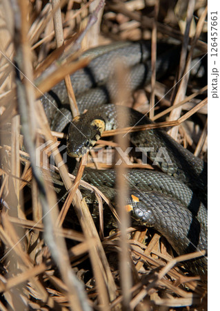 The grass snake family (Natrix natrix) in sunlight 126457661