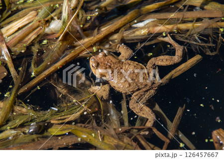 Common toad at breeding season during spring, head over water Common toad at breeding season during spring, head over water 126457667