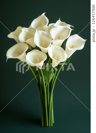 Elegant White Calla Lilies Arranged on a Dark Green Backdrop for a Stunning Floral Display 126457986