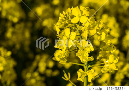 Vibrant yellow canola blossoms in full bloom illuminated by warm sunlight against a blurred floral background in a lush field setting 126458234
