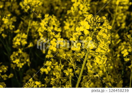 Vibrant yellow canola flowers in full bloom highlighting lush green stems against a dark background on a sunny day in a blooming field 126458239