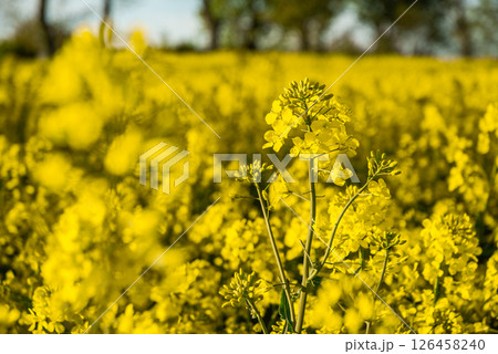 Vibrant yellow canola field under the sunlight, highlighting the beauty of blossoming flowers and lush green stems in a serene natural landscape 126458240